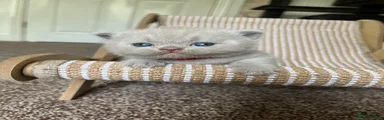 British Shorthair lilic male