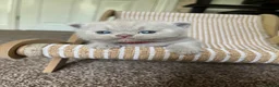 British Shorthair cats for sale: Imperial Grand Champion Parent & Grandparents. - Advert 11