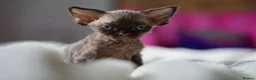 Devon Rex cats for sale: ❤️ Pure Line Devon Rex Kittens Available ❤️ - Advert 26