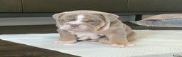 English Bulldog dogs for sale: English bulldog puppies  - Advert 3