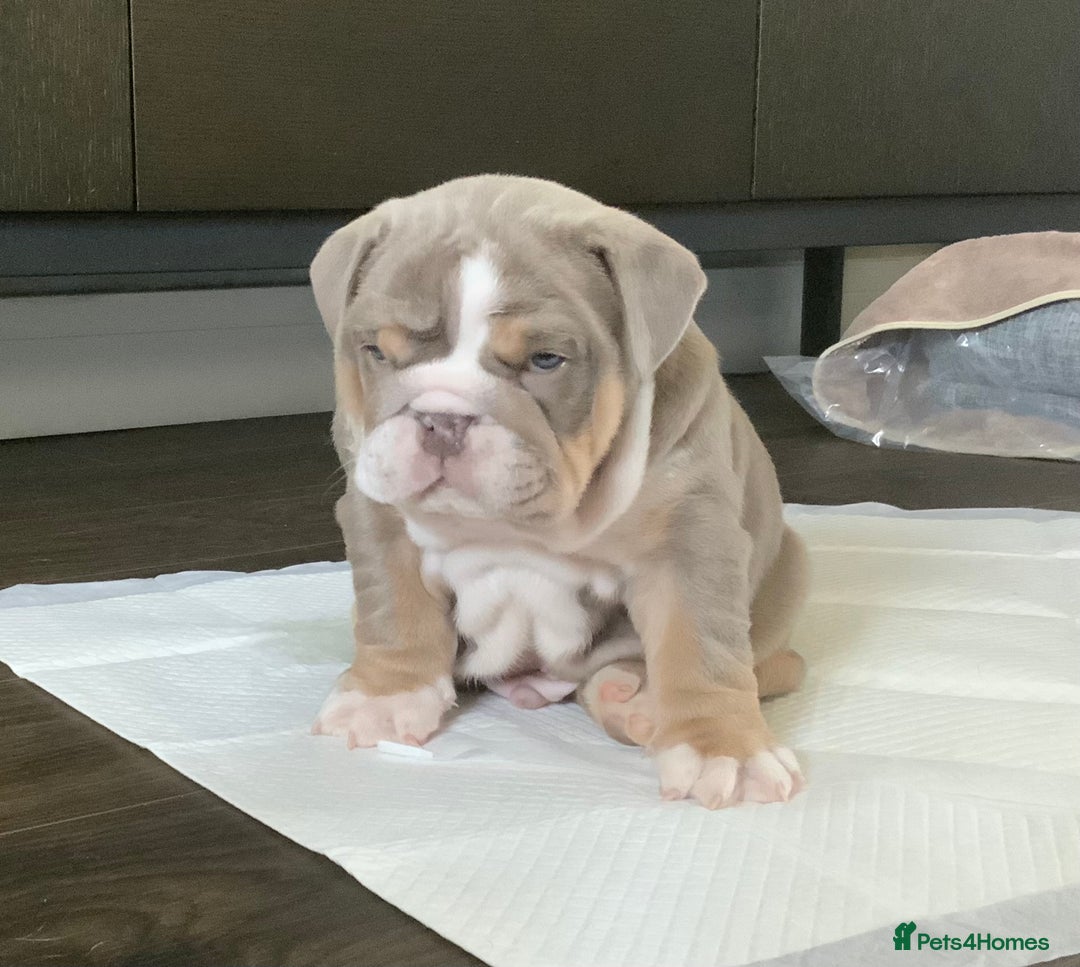 English Bulldog dogs for sale: English bulldog puppies  - Advert 3