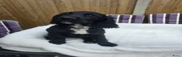 Sprocker dogs for sale: procker spaniel pups in Pontefract - Advert 5