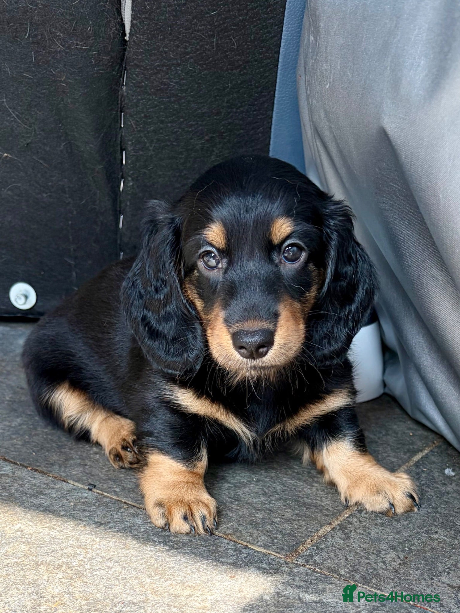 Dachshund dogs kC Reg, Standard Long Haired Dachshunds  - Advert 1