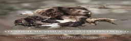 English Springer Spaniel dogs for sale: KC Reg Liver and White English Springer Spaniels - Advert 24