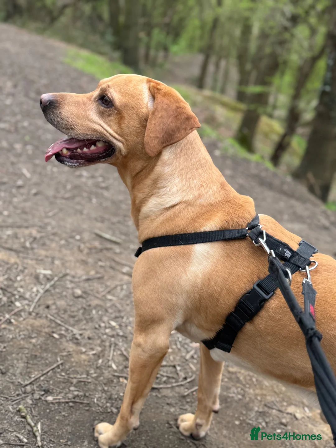 Labrador Retriever dogs for stud: Labrador Stud in Pontefract - Advert 2