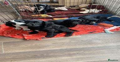 Cocker Spaniel dogs - Advert 14