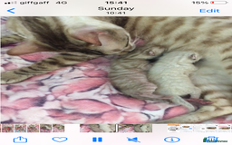 Bengal cats for sale: Oscar Wolfy Thor Rain - Image 3