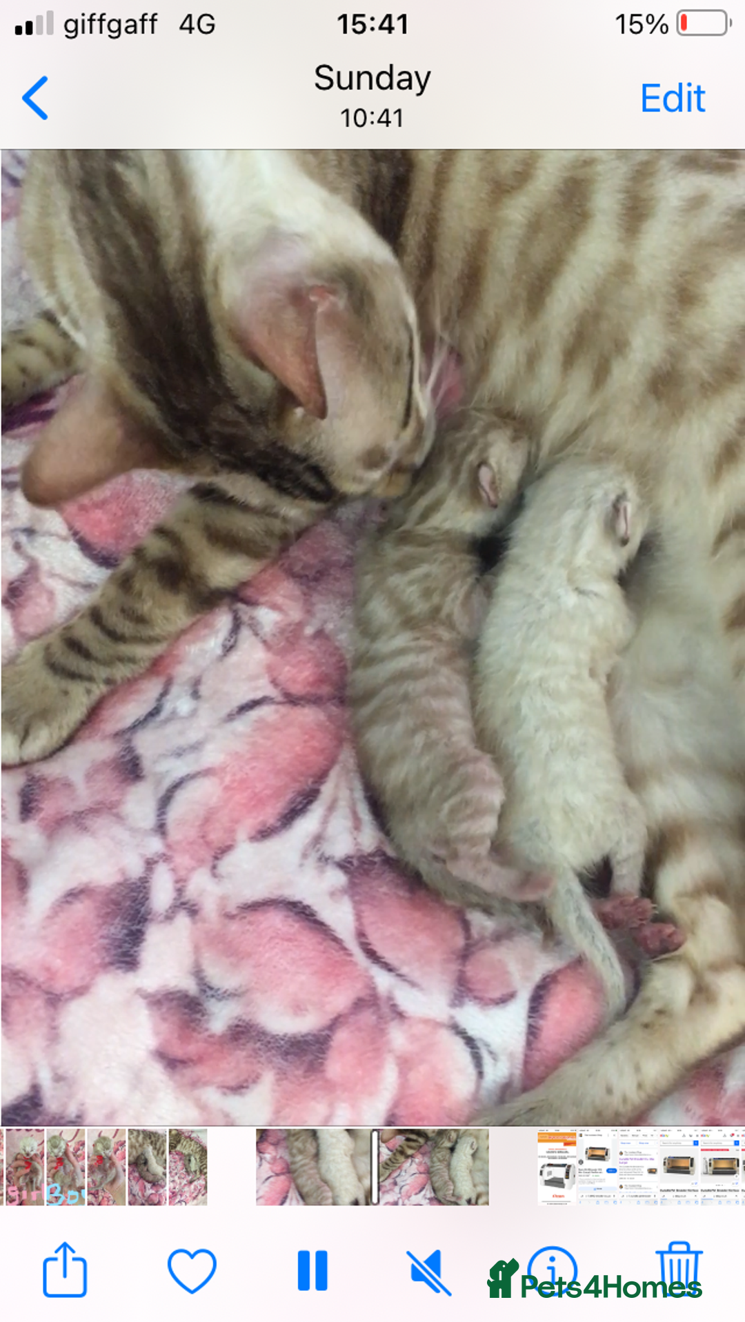 Bengal cats for sale: Oscar Wolfy Thor Rain - Image 3