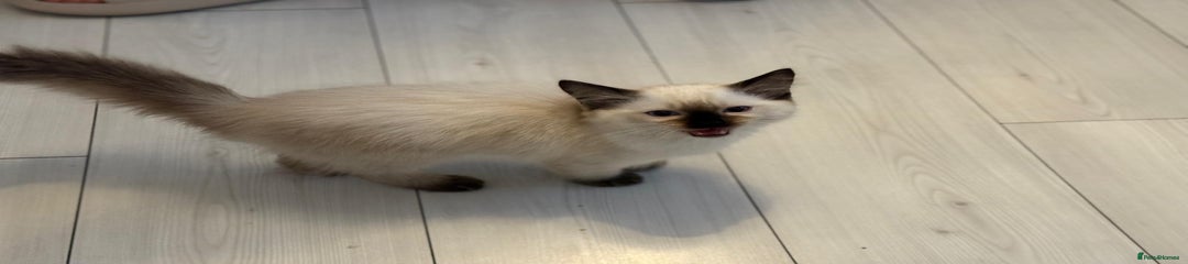 Ragdoll Kitten 1