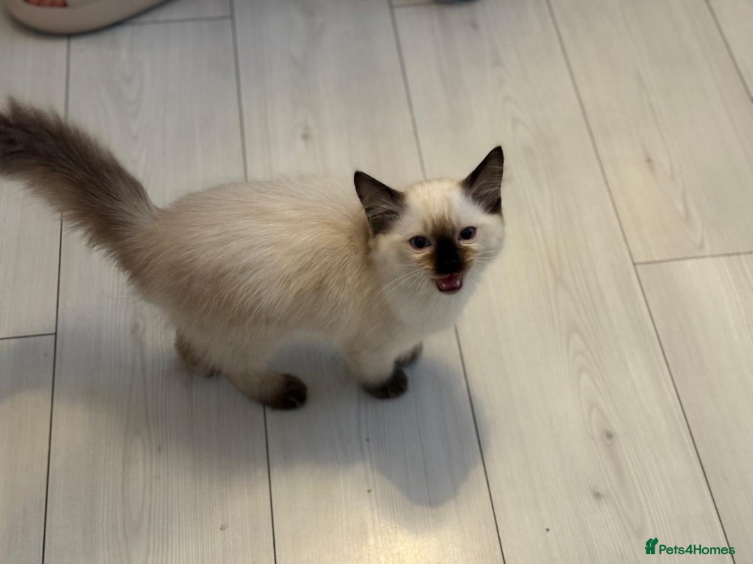 Ragdoll cats for sale: Ragdoll kittens  - Image 3