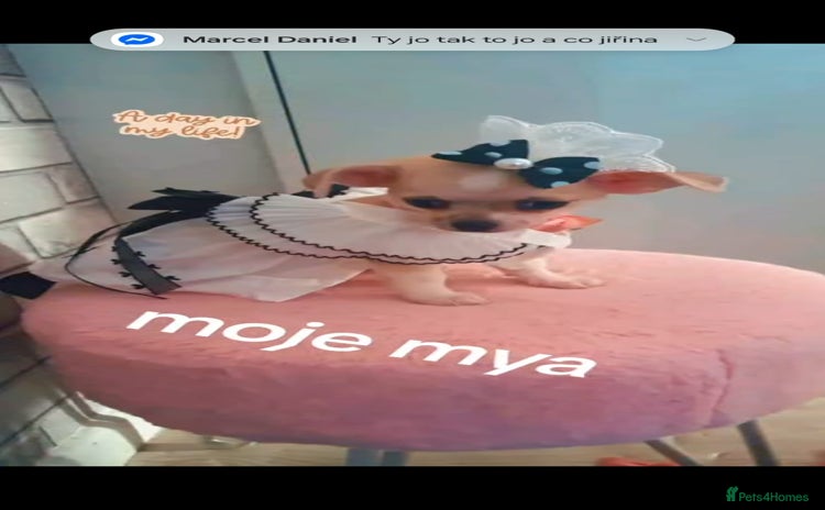 Chihuahua dogs - Advert 2
