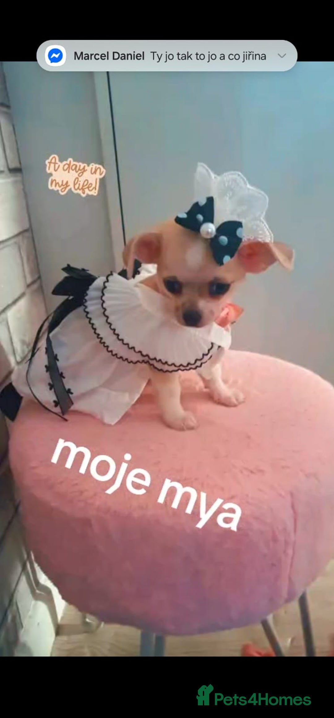 Chihuahua dogs for sale: Chihuahua  - Image 1