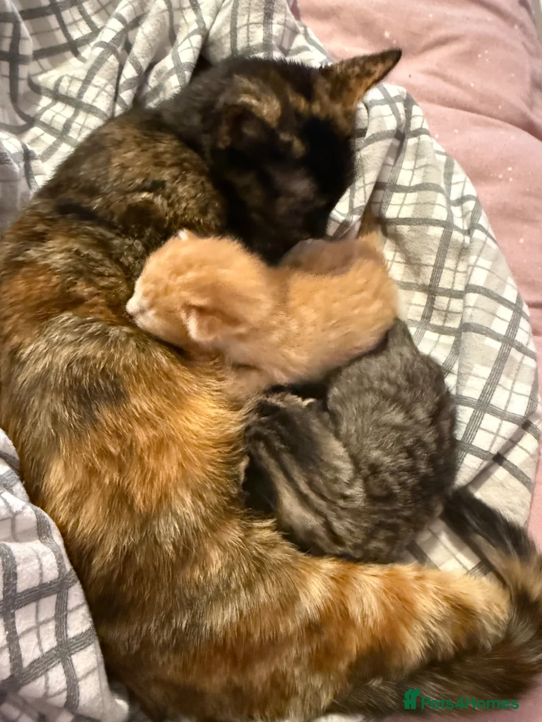 Mixed Breed cats for sale: Grey tabby & female ginger and cream kitten  - Advert 2