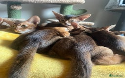 Abyssinian cats for sale: Beautiful Abyssinians kittens - Image 16