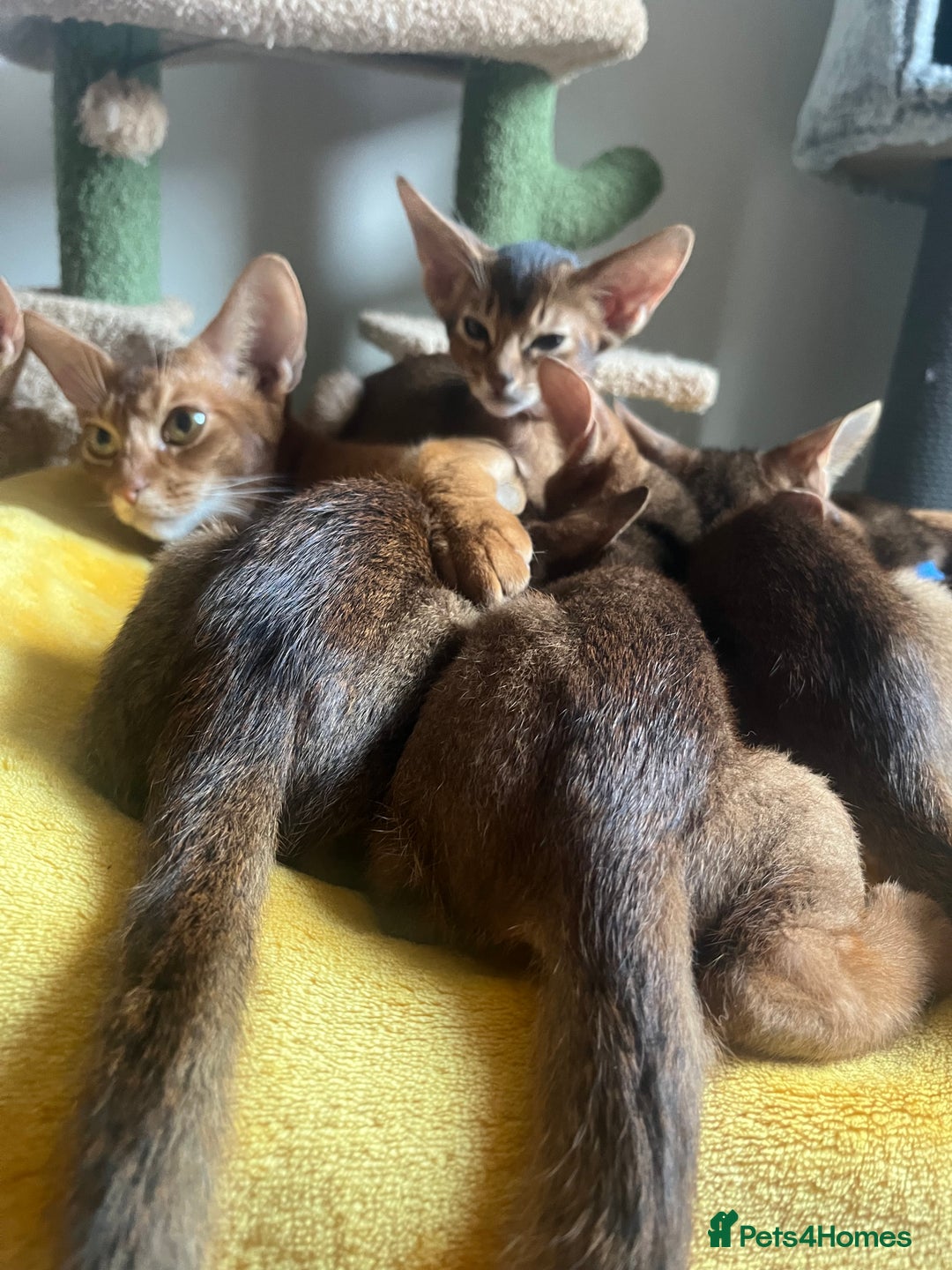 Abyssinian cats for sale: Beautiful Abyssinians kittens - Image 16