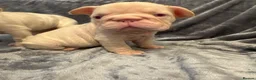 French Bulldog dogs for sale: 7 beautiful French bulldog puppies  - Advert 8