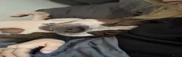 American Bull Staffy dogs for sale: Blaze  - Advert 2