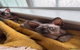 Sphynx cats for sale: 2 Sphynx Girls Ready for Forever Homes - Image 12