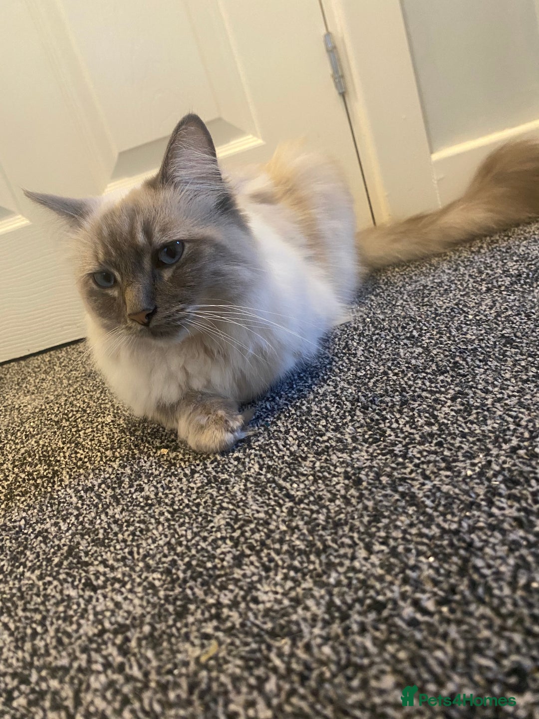 Ragdoll cats for sale: Lovely Ragdoll boy looking for forever home  - Advert 6