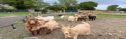 Goats livestock for sale: Goldern Gurnsey/Bagot - Advert 6