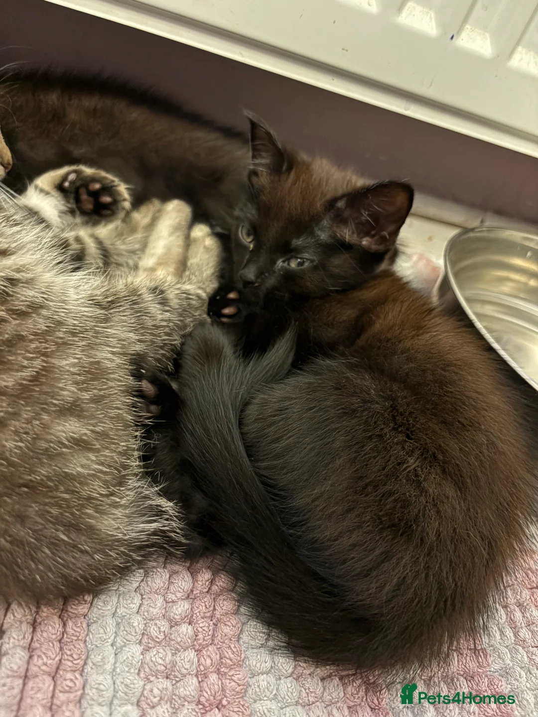 Mixed Breed cats for sale: 4 beautiful kittens ready for new home  - Advert 2