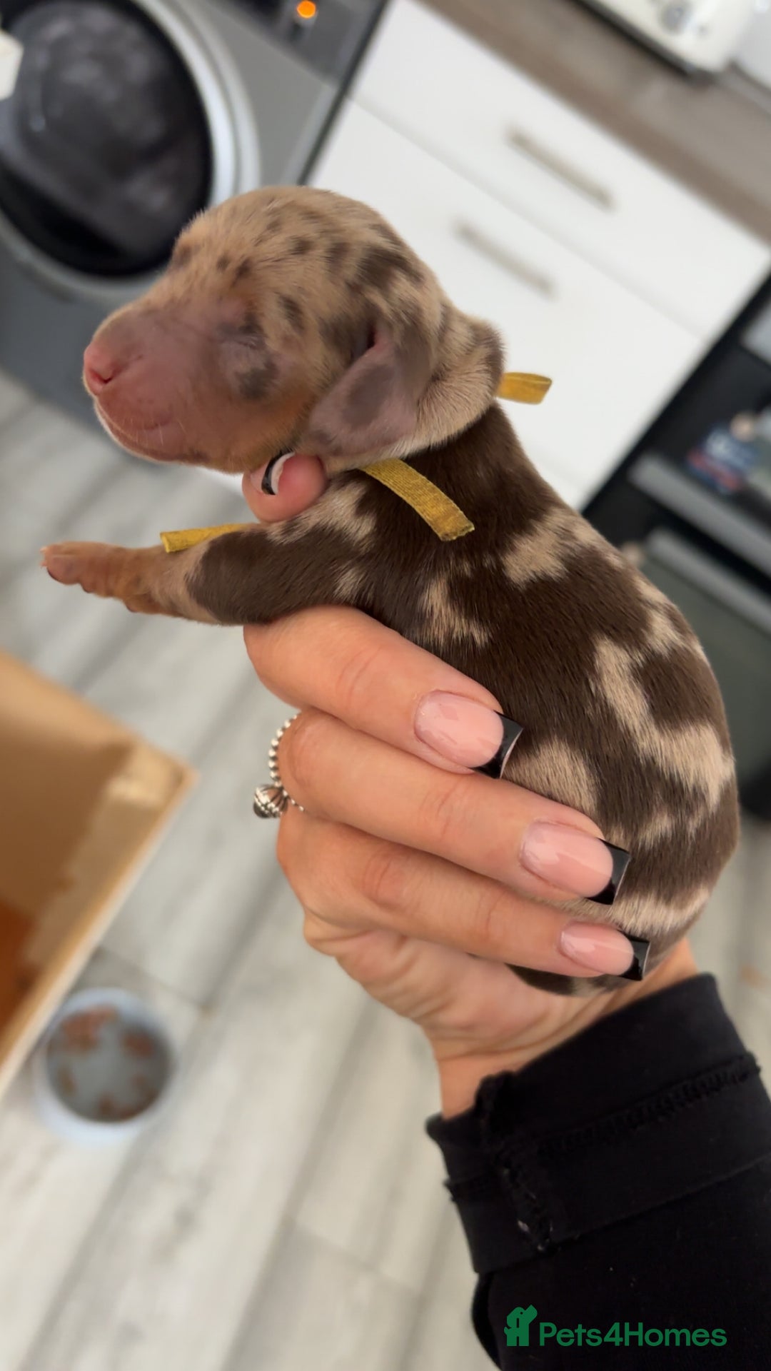 Miniature Dachshund dogs for sale: 6 beautiful mini Daxies  - Image 4