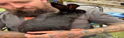 Continental Giant rabbits for sale: New Zealand White x Continental Giant Bunnies - Advert 10