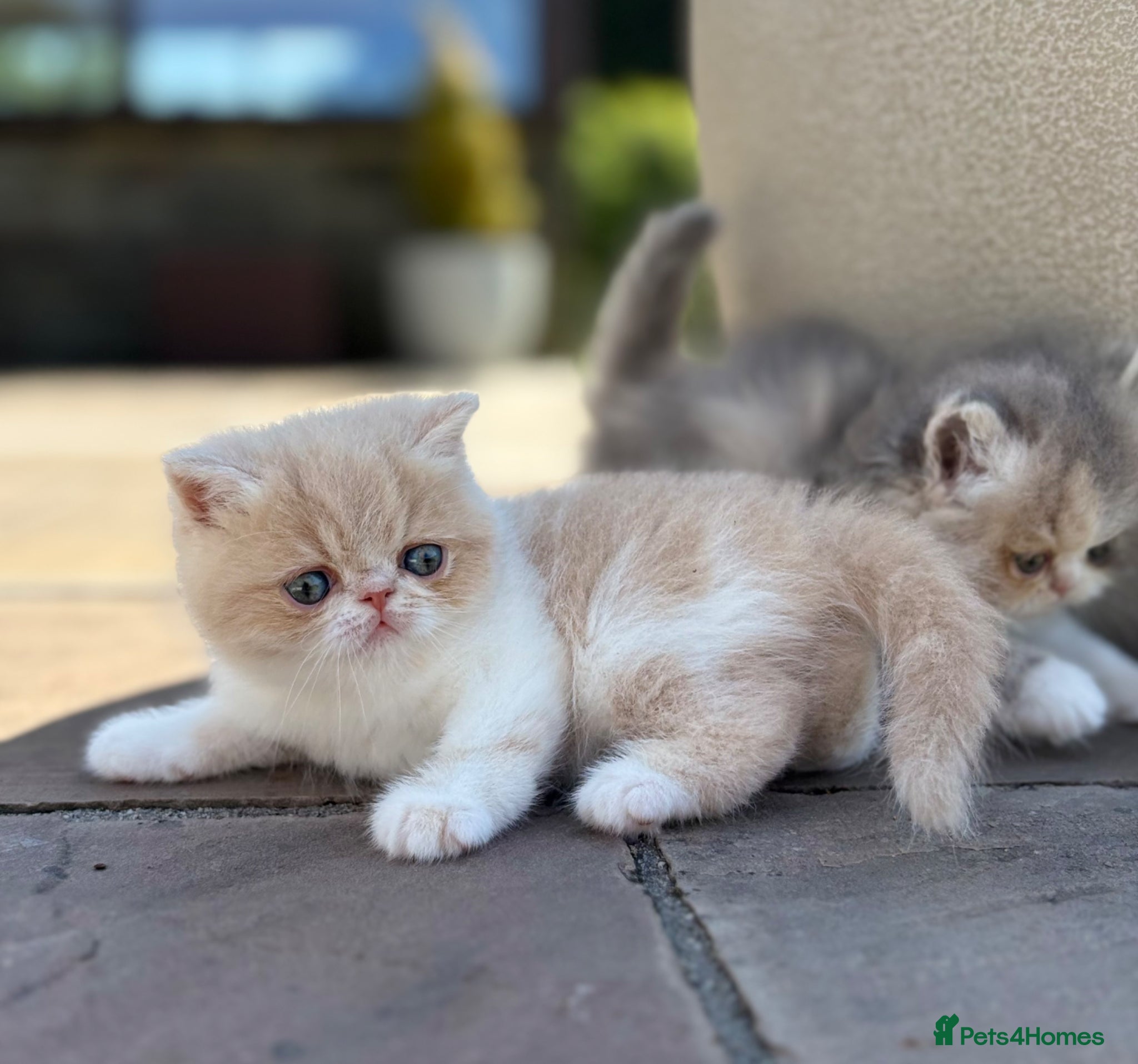 Exotic cats for sale: Exotic kittens two female  - Advert 13