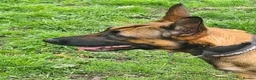 Belgian Shepherd Dog dogs for sale: Belgian malinois x german shepherd  - Advert 5