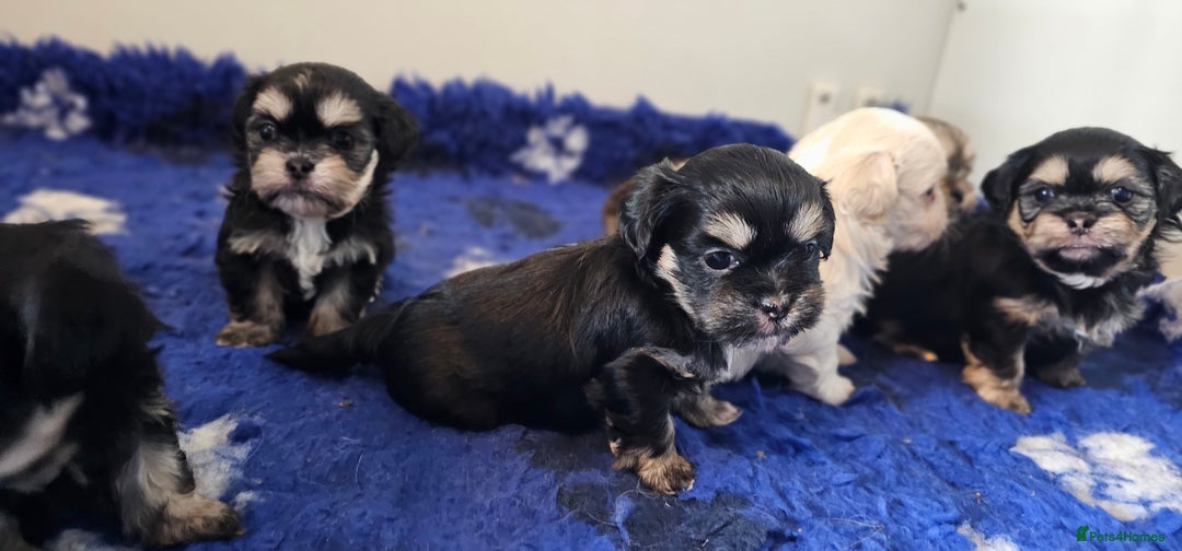Shih Tzu dogs for sale: Beautiful Shih Tzu Puppies  - Image 24