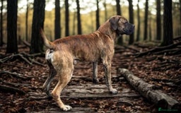 Boerboel dogs for sale: Ysterberg line Boerboel puppies  - Advert 11