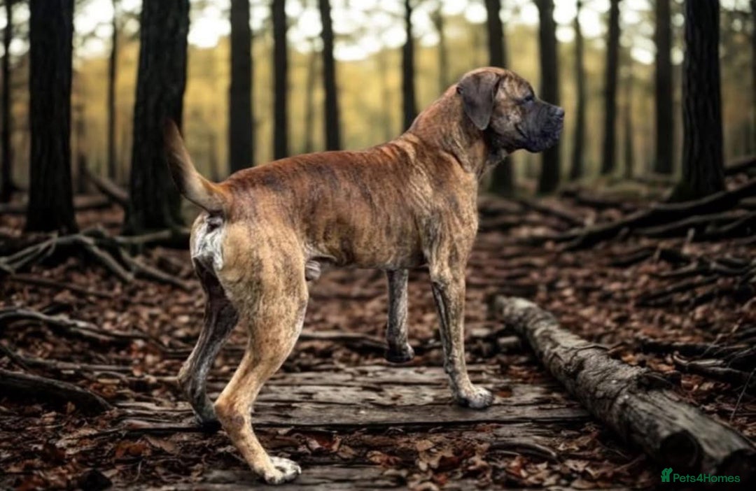 Boerboel dogs for sale: Ysterberg line Boerboel puppies  - Advert 11