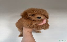 Toy Poodle dogs for sale: Extremely rare blue tiny Kc Reg Toy Poodle Puppy! - Image 24