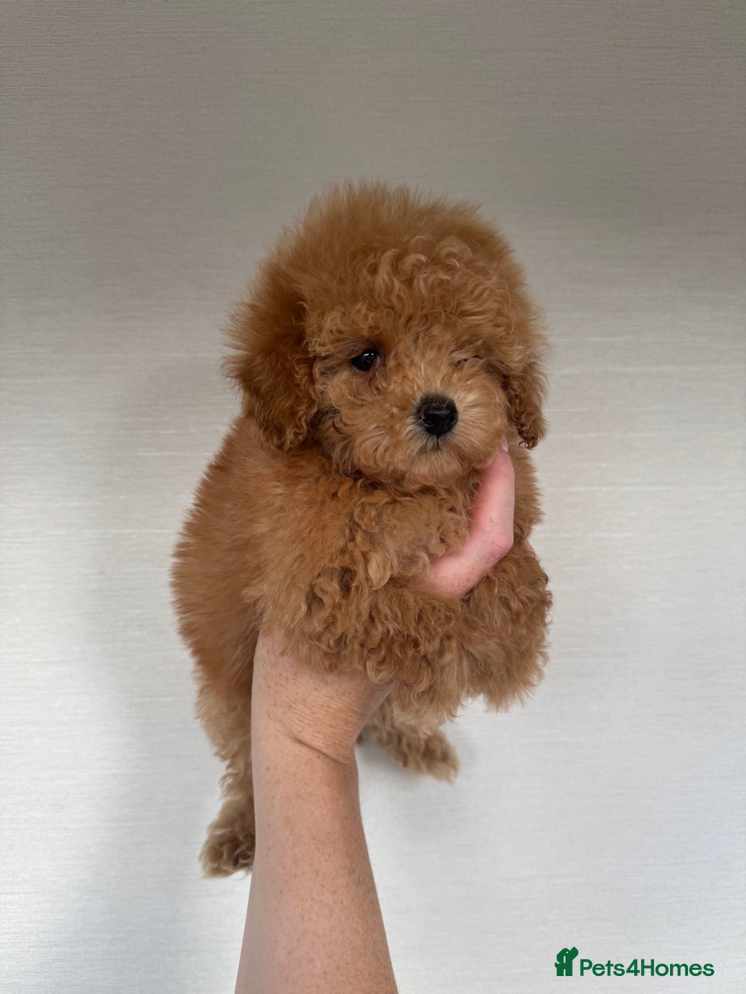 Toy Poodle dogs for sale: Extremely rare blue tiny Kc Reg Toy Poodle Puppy! - Image 24