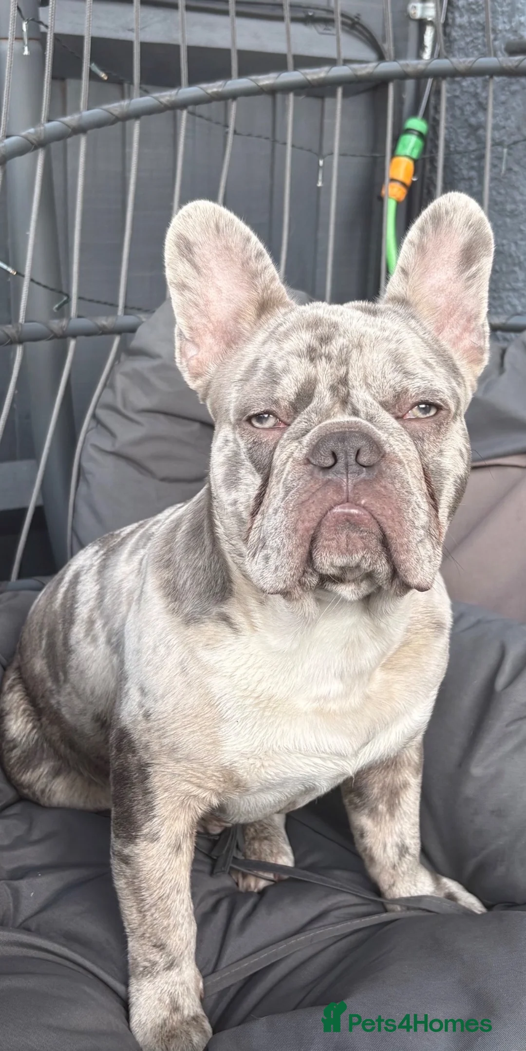 French Bulldog dogs for stud: 🐾 BLUE MERLE FRENCH BULLDOG AVAILABLE FOR STUD 🐾 - Advert 5