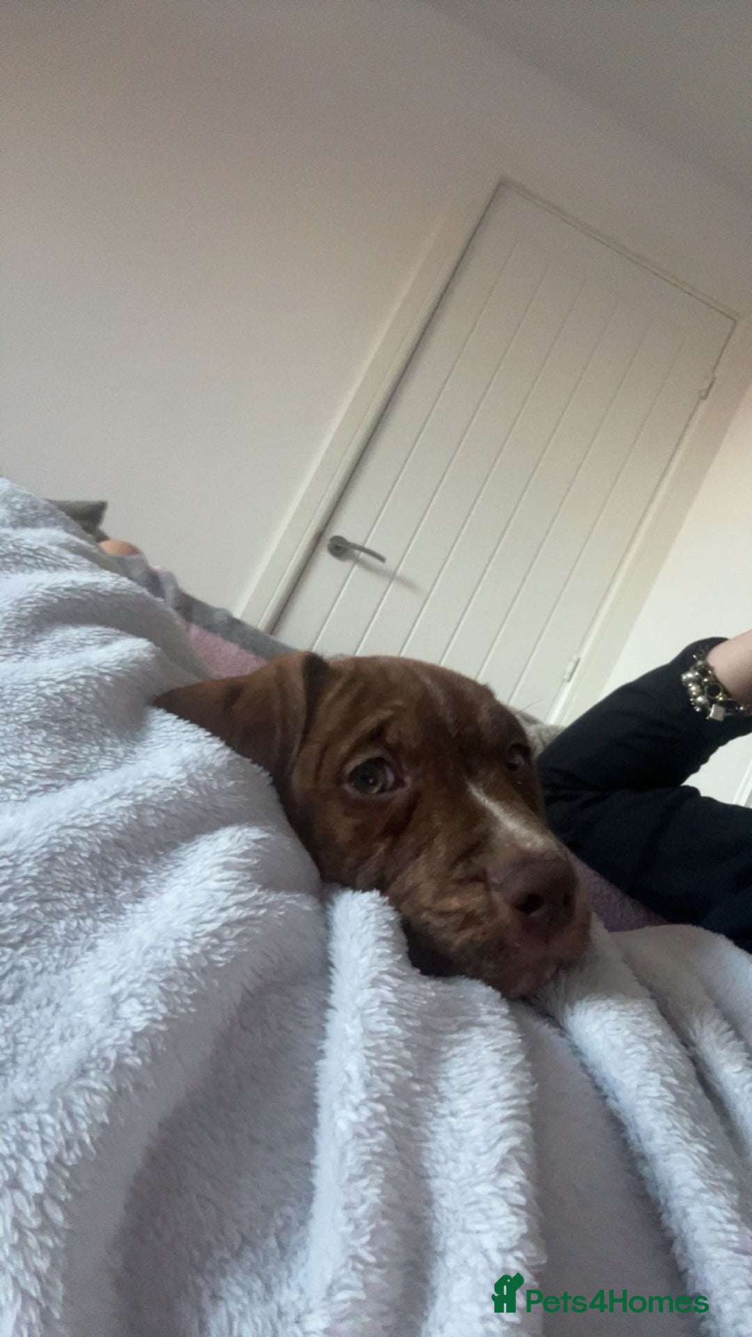 Mixed Breed dogs for sale: Coco  - Advert 2