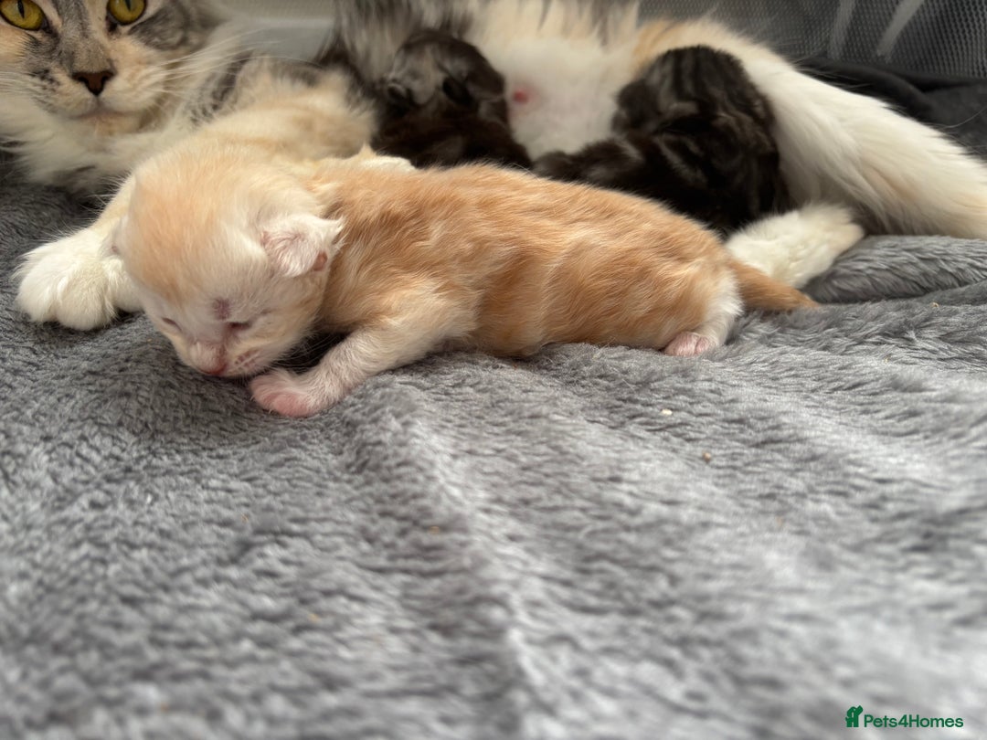 Maine Coon cats for sale: 3 beautiful Maine coon babies READY NOVEMBER - Image 10