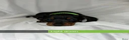 Miniature Dachshund dogs for sale: 6 smooth haired miniature dachshunds! - Advert 10