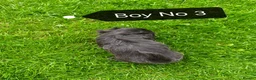 Shih Tzu dogs for sale: Shih Tzu puppies ready to leave:29/06 - Advert 20