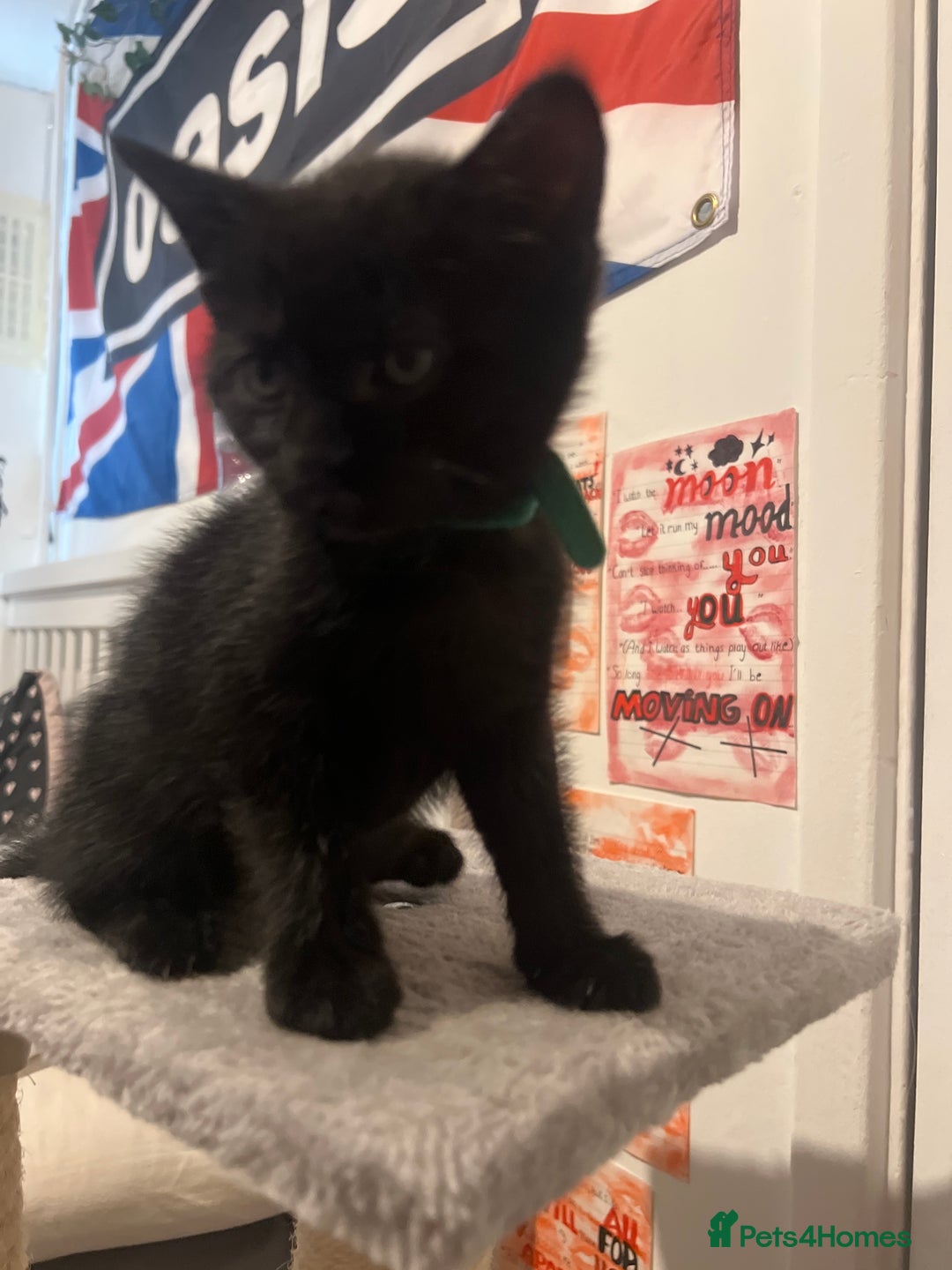 Bombay cats for sale: Lovely playful kittens  - Image 8