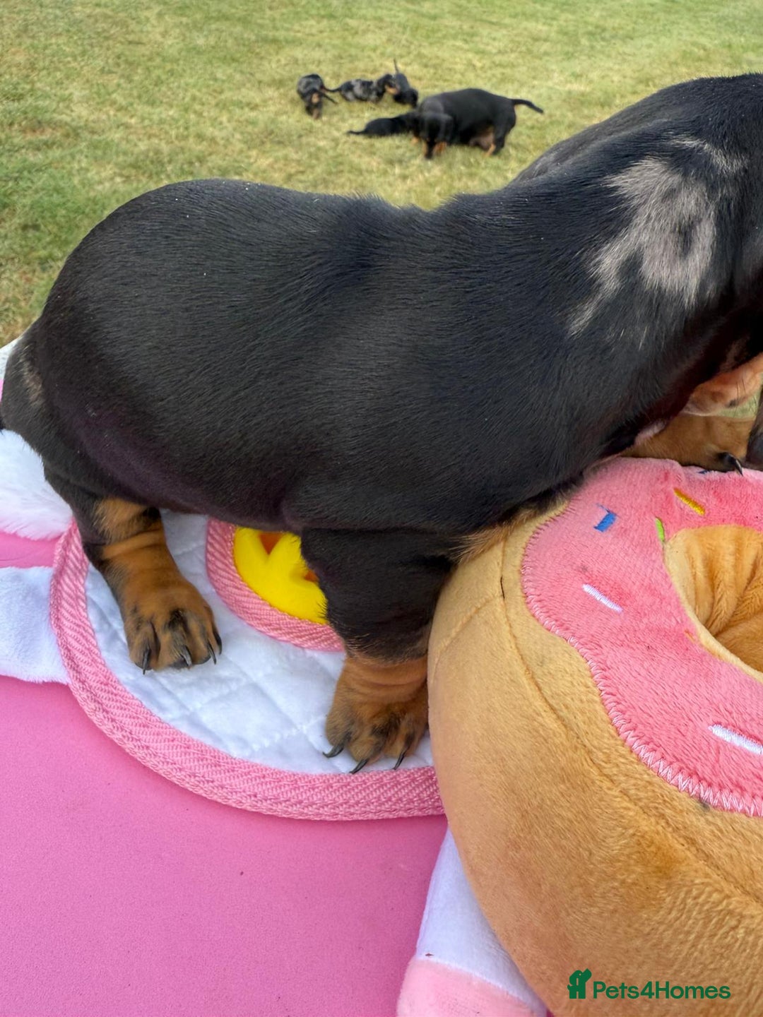 Miniature Dachshund dogs for sale: Miniature daschund puppies - Image 27