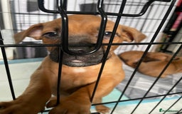 Mixed Breed dogs for sale: Long leg staff  - Image 5