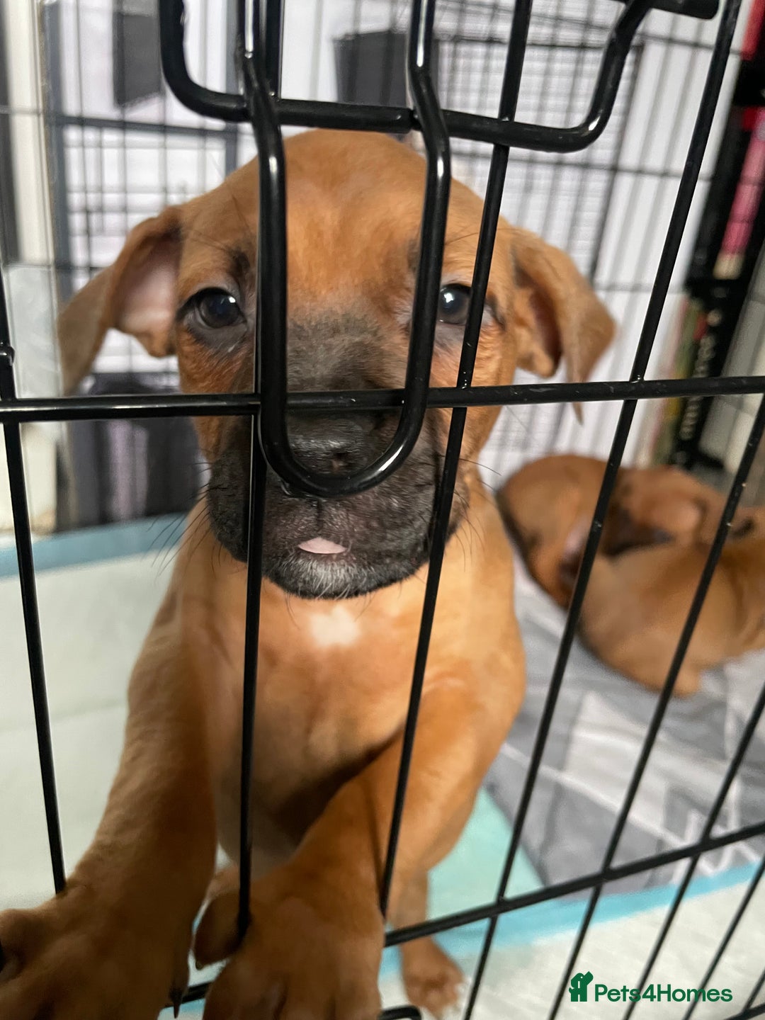 Mixed Breed dogs for sale: Long leg staff  - Image 5