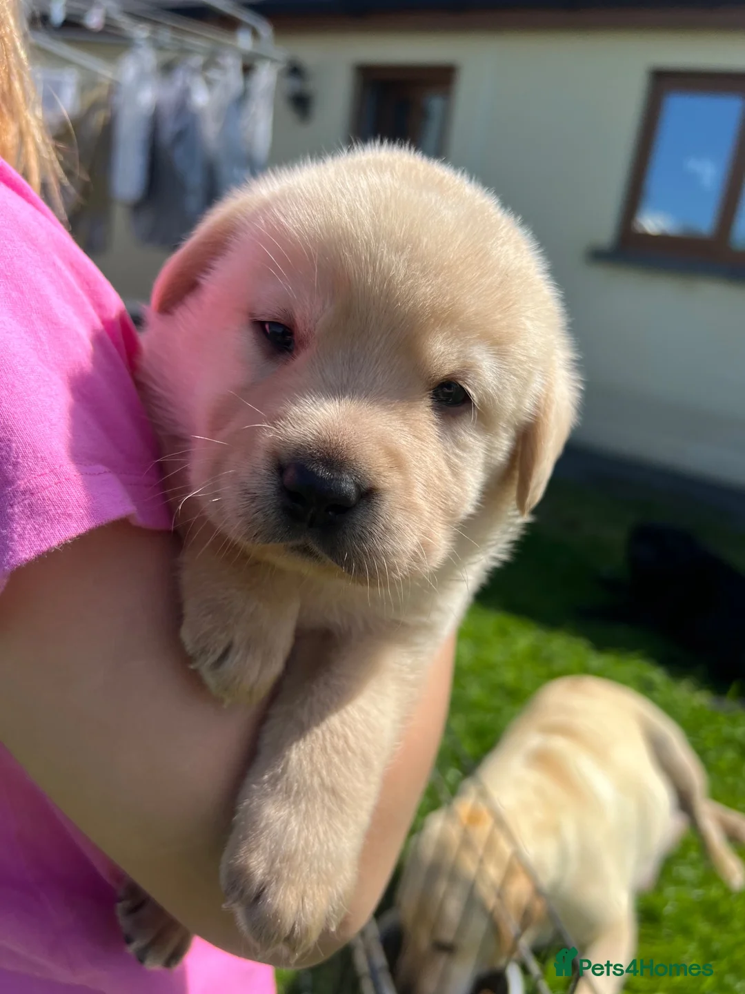 Labrador Retriever dogs for sale: Gorgeous Labrador Puppies For Sale - Advert 1