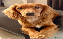 Cocker Spaniel dogs for sale: KC Registered Cocker Spaniel (Working) Puppies - Image 21