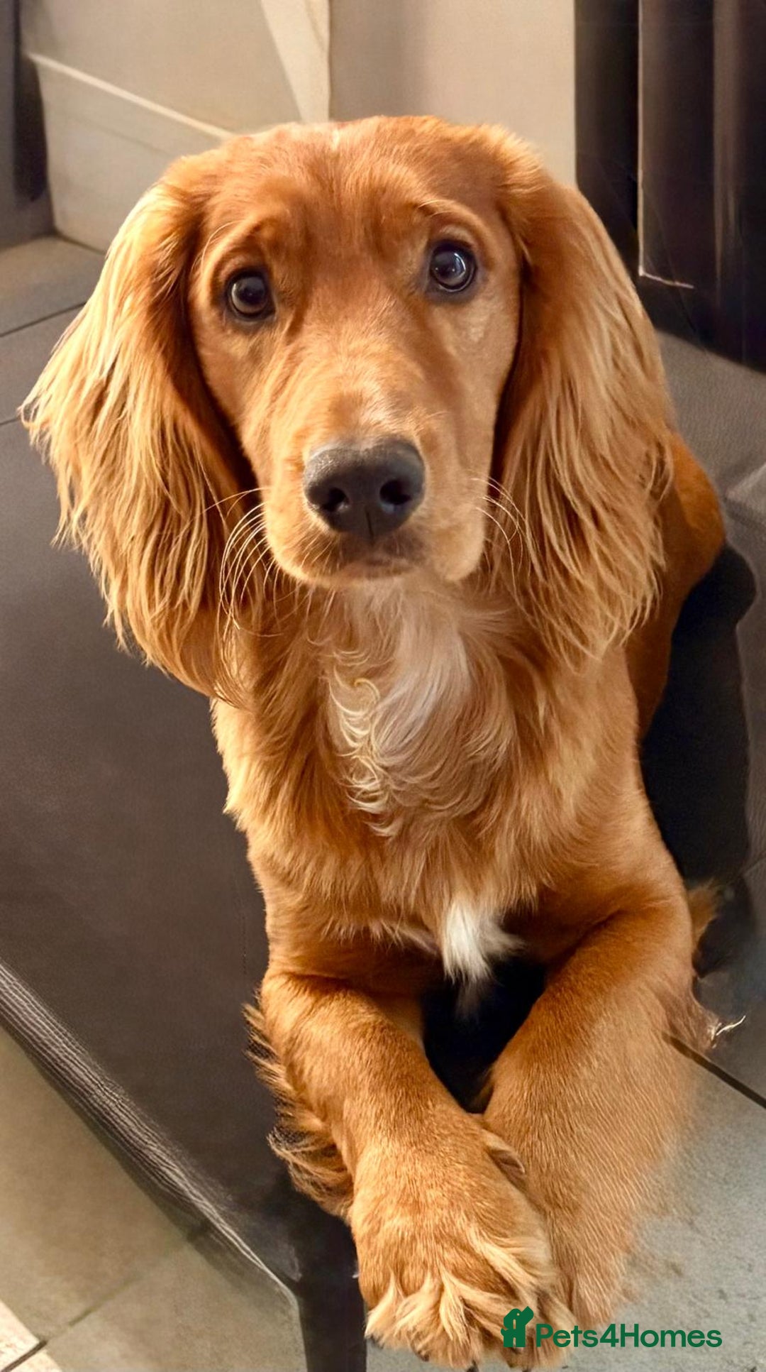 Cocker Spaniel dogs for sale: KC Registered Cocker Spaniel (Working) Puppies - Image 21