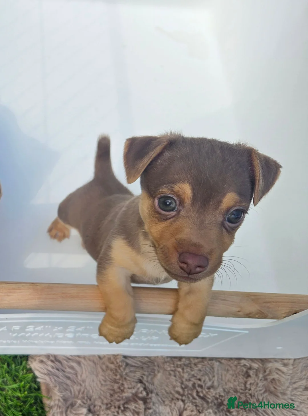 Jack Russell dogs for sale: Adorable Litter of 3 Jack Russell Puppies for Sale - Advert 9