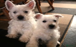 West Highland Terrier dogs for sale: West Highland Terrier (Westie) Puppies for Sale - Image 2