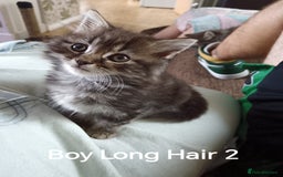 Mixed Breed cats for sale: Kittens Long Hair and Short Hair - Image 2