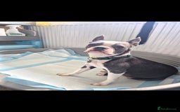 Boston Terrier dogs for sale: Superb litter of boston terriers. - Image 2